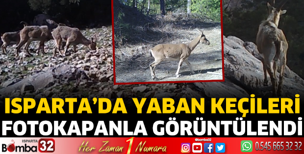 Isparta'da yaban keçileri fotokapana yansıdı