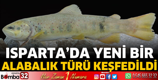 Isparta'da yeni bir alabalık türü keşfedildi