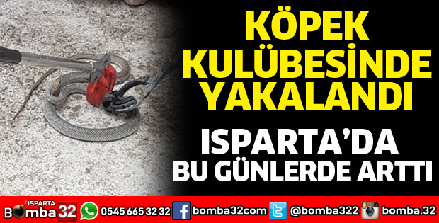 Isparta'da yılan operasyonu