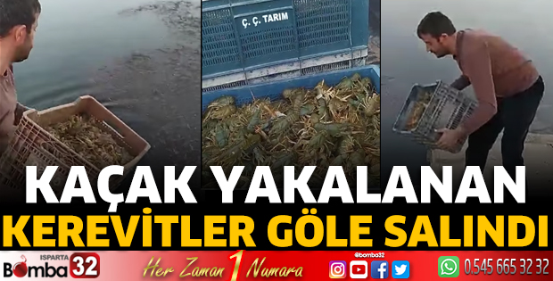 Kaçak yakalanan kerevitler göle salındı