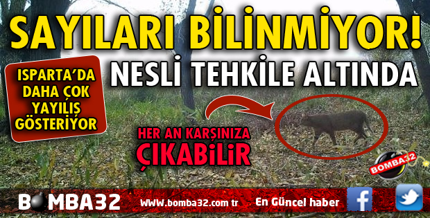 KAFKAS KÖKENLİ SAZ KEDİSİ MERCEK ALTINDA