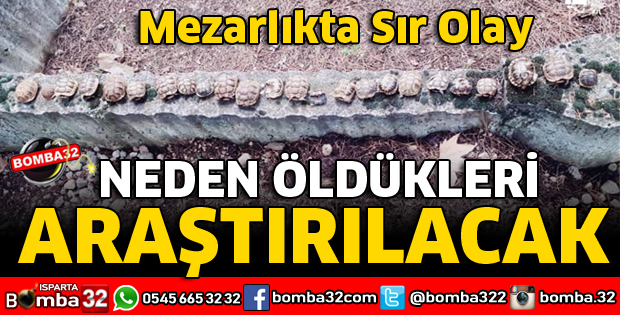 KAPLUMBAĞALARIN NASIL ÖLDÜĞÜ ARAŞTIRILACAK