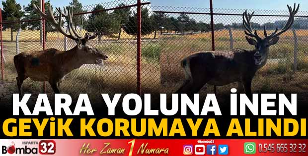 Kara yoluna inen geyik korumaya alındı