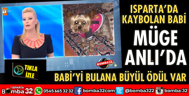 KAYIP OLAN BABİ İSİMLİ KÖPEK MÜGE ANLI'DA ARANIYOR