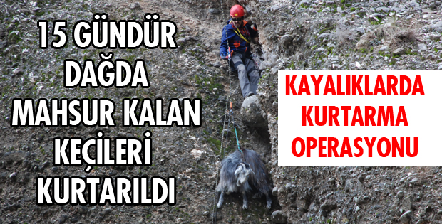 KEÇİ KURTARMA OPERASYONU!