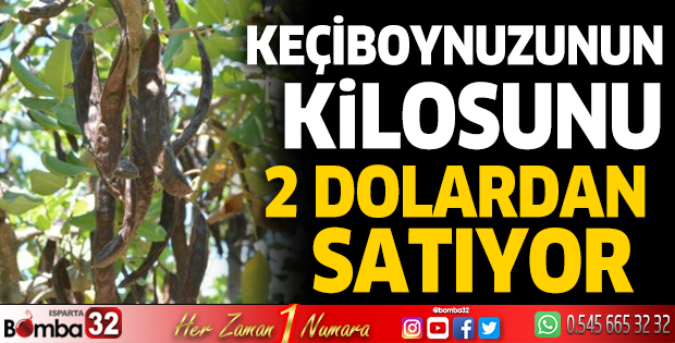 Keçiboynuzunun kilosu 2 dolardan satıyor