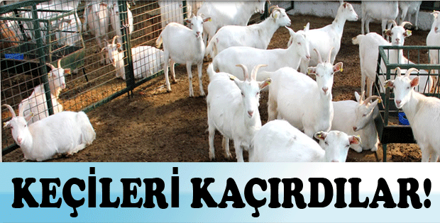 KEÇİLERİ KAÇIRDILAR