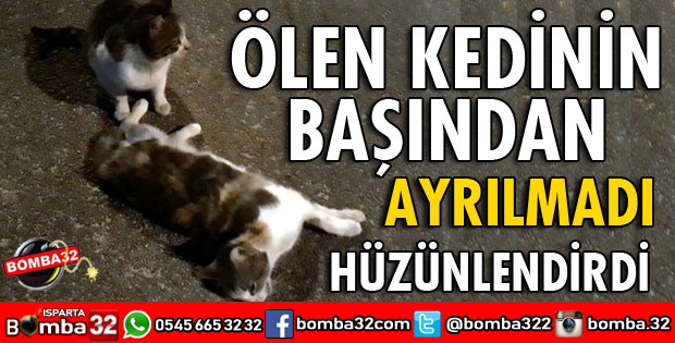 KEDİNİN GÖRENLERİ HÜZÜNLENDİREN ÇABASI