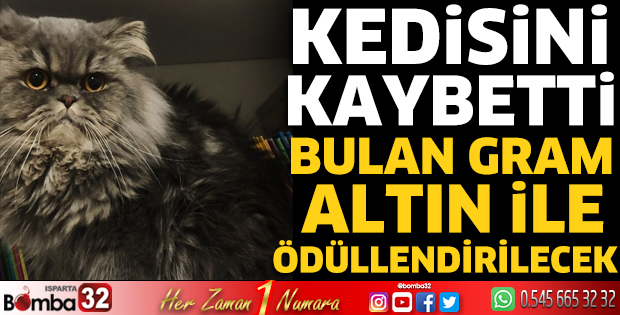 Kedisini kaybetti 