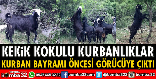 KEKİK KOKULU KURBANLIKLAR GÖRÜCÜYE ÇIKTI