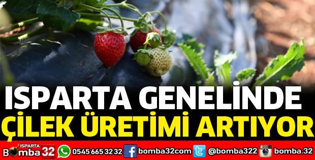 KENT GENELİNDE ÇİLEK ÜRETİMİ BİN 200 DEKARA ULAŞTI