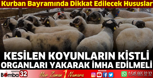 Kesilen koyunların kistli organları yakarak imha edilmeli 