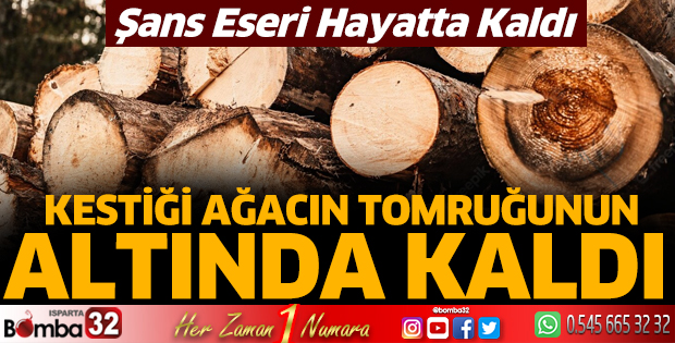Kestiği ağacın tomruğu üzerine yuvarlandı