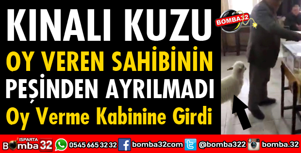 KINALI KUZU OY VEREN SAHİBİNİN PEŞİNDEN AYRILMADI