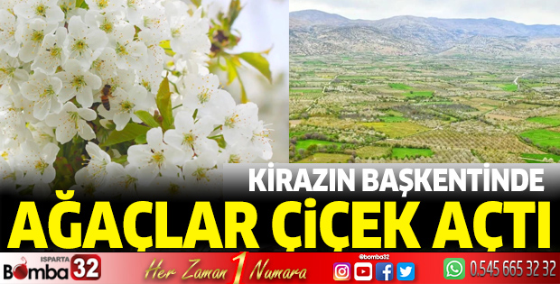 Kirazın başkentinde ağaçlar çiçek açtı 