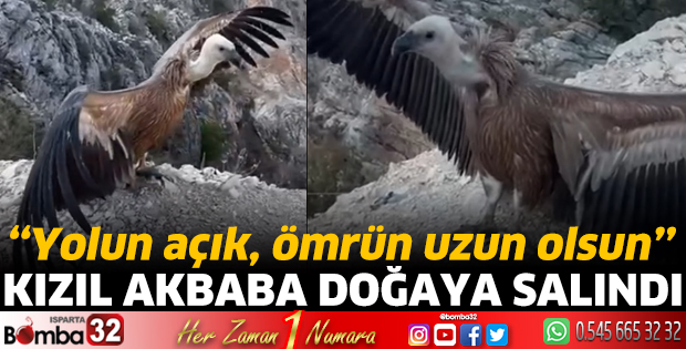 Kızıl akbaba doğaya salındı
