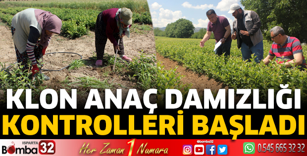 Klon Anaç Damızlığı kontrolleri başladı