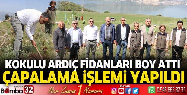 Kokulu ardıç fidanları çapalandı
