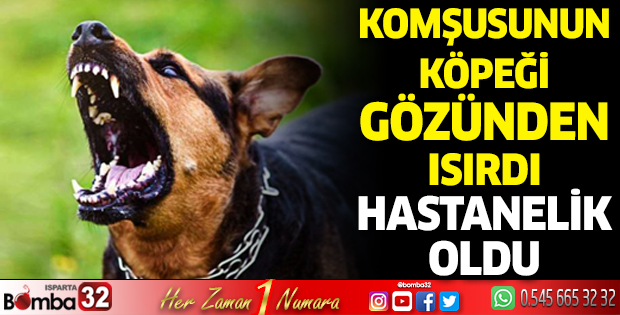 Komşusunun köpeği gözünden ısırdı hastanelik oldu