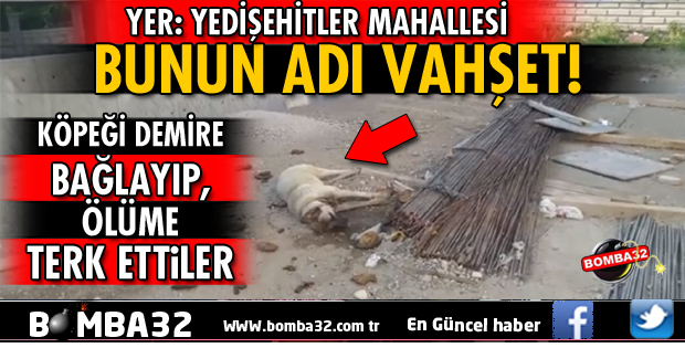 KÖPEĞİ BÖYLE BIRAKTILAR