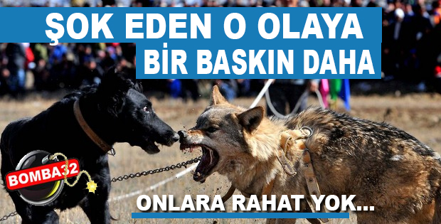 Köpek Dövüştürenlere Bir Baskın Daha