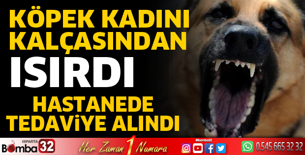 Köpek kadını ısırdı