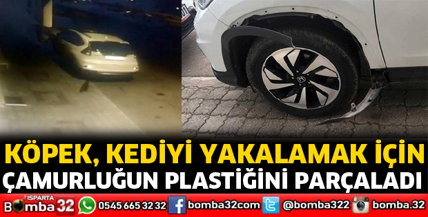 Köpek, kediyi yakalamak için çamurluk plastiğini parçaladı