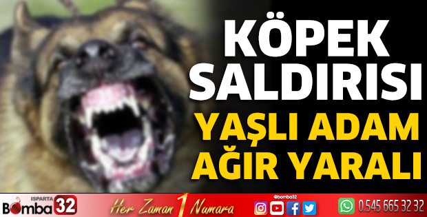 Köpek saldırısı