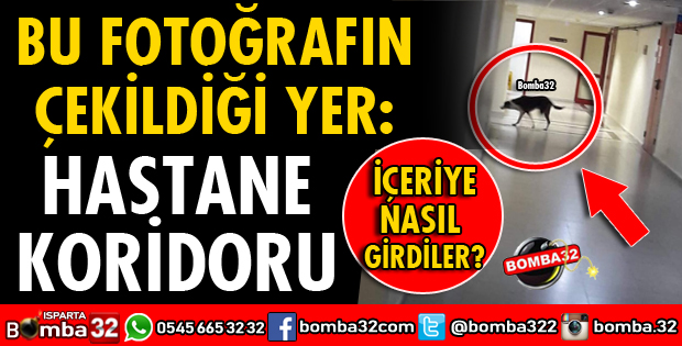 KÖPEKLER HASTANE BİNASINA GİRDİ