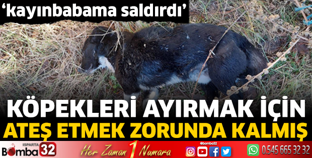 Köpekleri ayırmak için ateş etmek zorunda kalmış