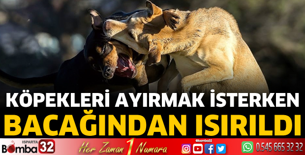 Köpekleri ayırmak isterken ısırıldı