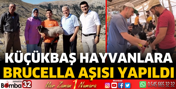 Küçükbaş hayvanlara Brucella aşısı yapıldı