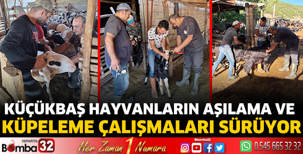Küçükbaş hayvanların aşılama ve küpeleme çalışmaları sürüyor
