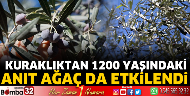 Kuraklıktan 1200 yaşındaki anıt ağaç da etkilendi