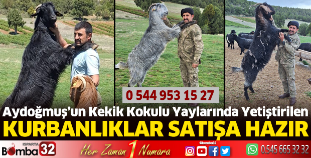 Kurbanlıklar satışa hazır