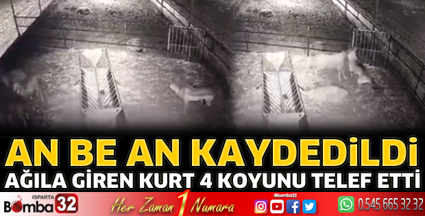 Kurt saldırısına uğrayan 4 koyun telef oldu