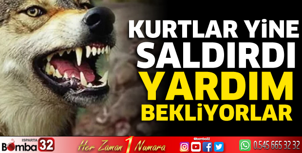Kurtlar köylülerin korkulu rüyası oldu