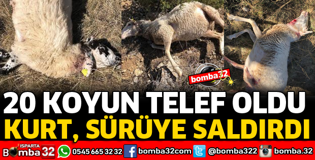 KURTLAR SÜRÜYE SALDIRDI 