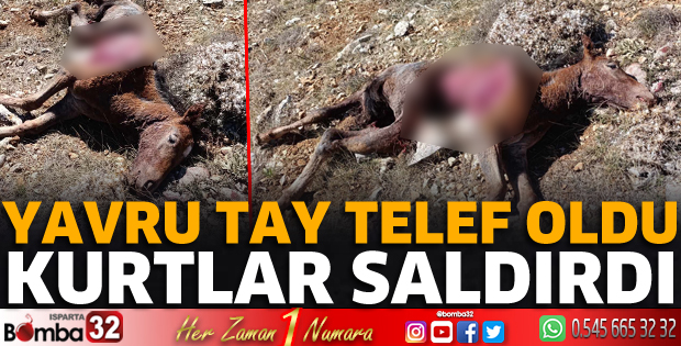Kurtlar yavru taya saldırdı