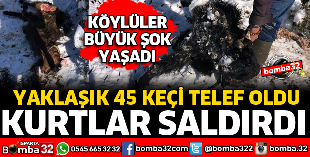 KURTLARIN SALDIRDIĞI KEÇİLER TELEF OLDU