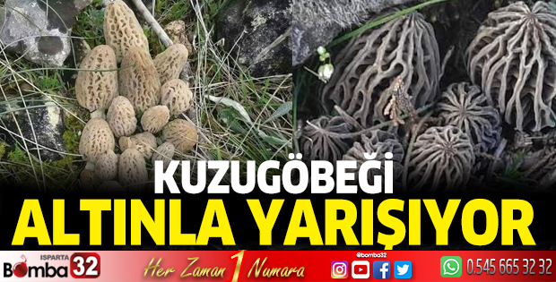 Kuzugöbeği Altınla Yarışıyor