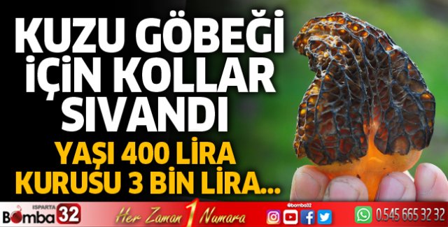Kuzugöbeği için kollar sıvandı
