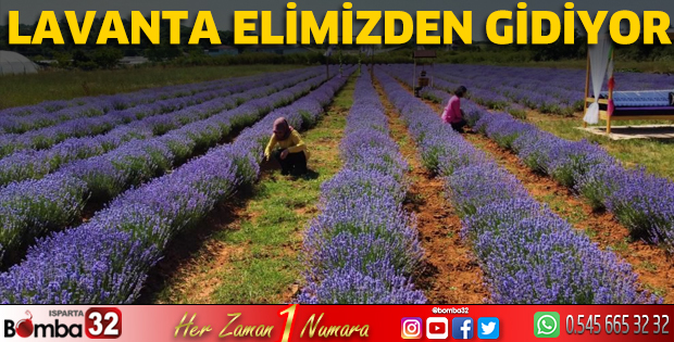 Lavanta elimizden gidiyor