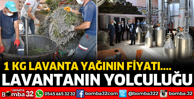 LAVANTANIN YOLCULUĞU