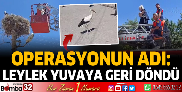 Leylek yuvaya geri döndü