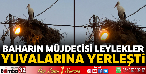 Leylekler yuvalarına yerleşti