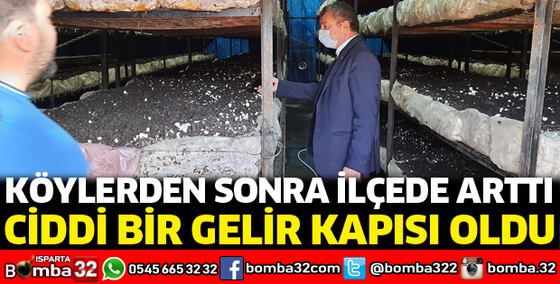 Mantar üretimi gün geçtikçe artıyor
