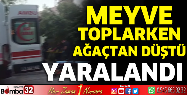 Meyve toplamak için çıktığı ağaçtan düşerek yaralandı