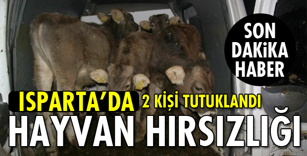 MEZBAHANE İŞÇİLERİ HAYVAN HIRSIZLIĞINDAN YAKALANDI