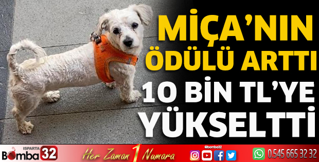 Miça'nın ödülü arttı